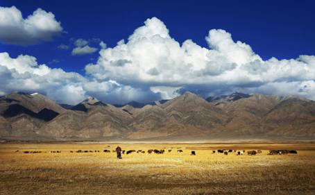 《我在新疆有只羊》项目发布会圆满成功