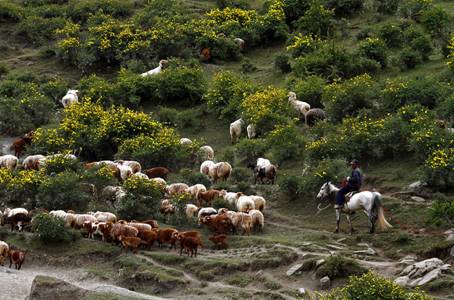 《我在新疆有只羊》项目发布会圆满成功