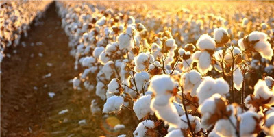 棉花期货大幅上涨，中国纺织业竞争力下降