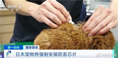 明年6月起，日本规定宠物店必须为宠物安装微型电子芯片图1