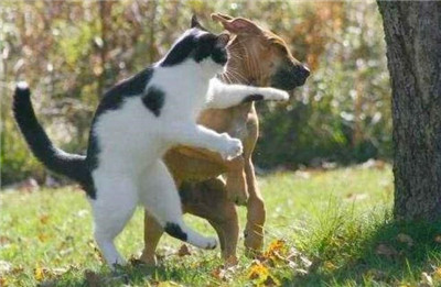 生活中宠物猫狗打架，为什么吃亏的总是狗？