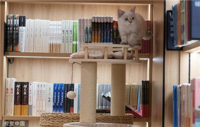 北京：领养退役种猫做“店员”新华书店首家宠物主题书店亮相
