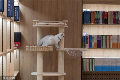 北京：领养退役种猫做“店员”新华书店首家宠物主题书店亮相图2