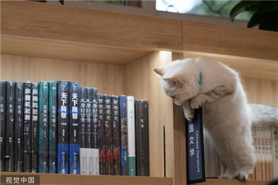 北京：领养退役种猫做“店员”新华书店首家宠物主题书店亮相图3