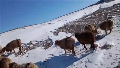 新疆阿勒泰部分人员牲畜走失，官方回应：极端天气所致，正统计损失