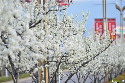 相约汉源 共赴梨花之约 ——四川汉源发布四条赏花旅游线路图3