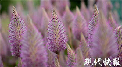 第九届中国国际家庭花卉园艺展览会将亮相南京图1