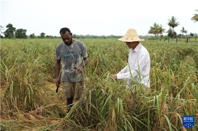 中国水稻专家助力斐济大米自给计划图1
