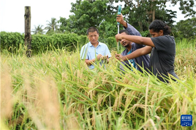 中国水稻专家助力斐济大米自给计划图2