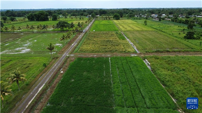 中国水稻专家助力斐济大米自给计划图3