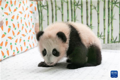 旅俄大熊猫幼崽“喀秋莎”首次亮相